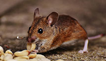 24 Hour & Emergency Exterminators in Sands, NC